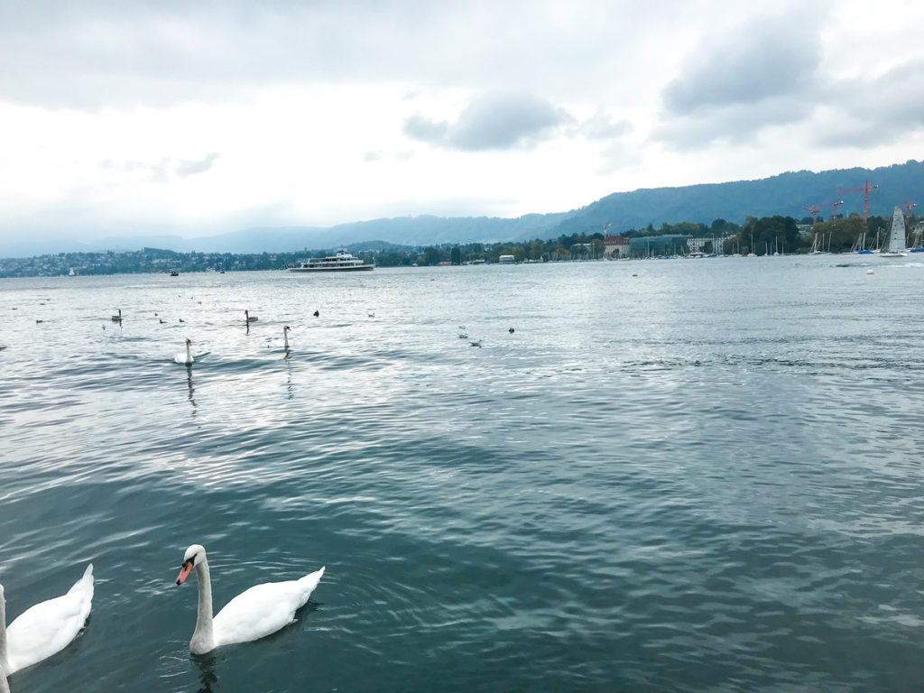 lake, zurich, switzerland, swans