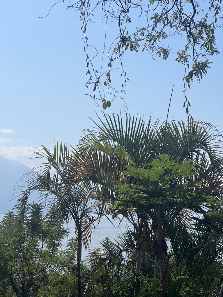 Photo showing trees and side of a volcano at Lake Atitlan