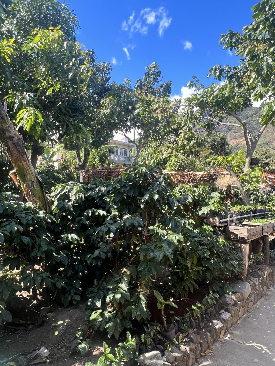 photo of coffee plants in San Juan, Lake Atitlan