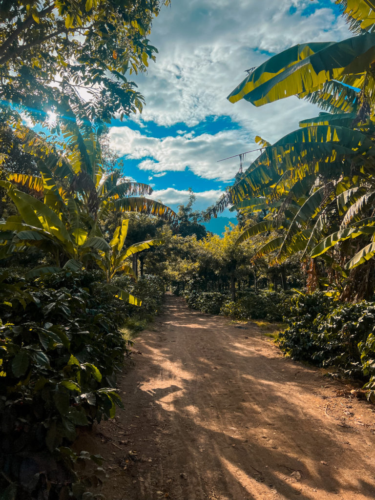 photo of coffee plantation with dirt track in the centre and blue cloudy sky