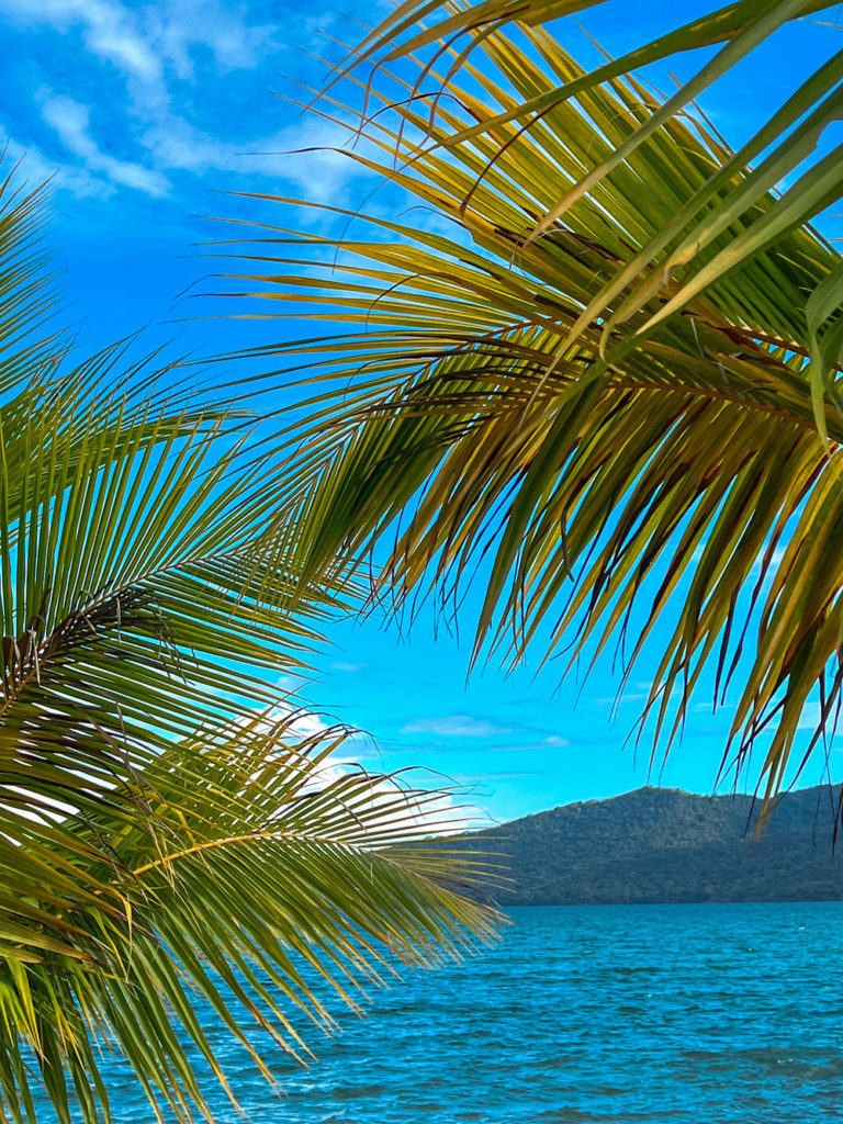 photo of palm leaves with lake apoyo showing in the background