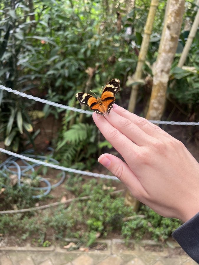 photo of a gorgeous orange black butterfly that landed on my hand with a tiny bit of yellow on the wings