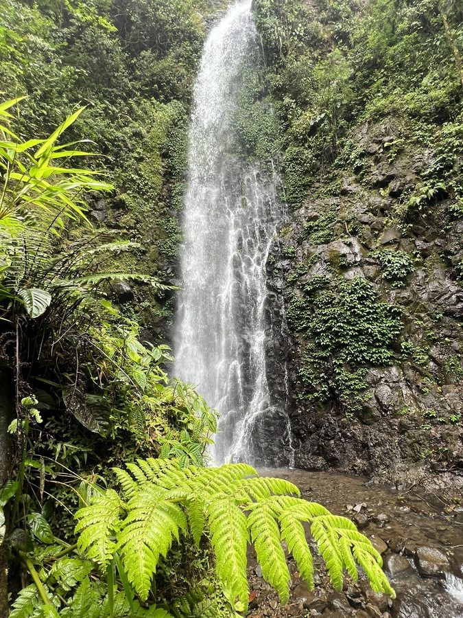 photo of a waterfall on the el tigre hike, with green leaves covering the bottom of the waterfall