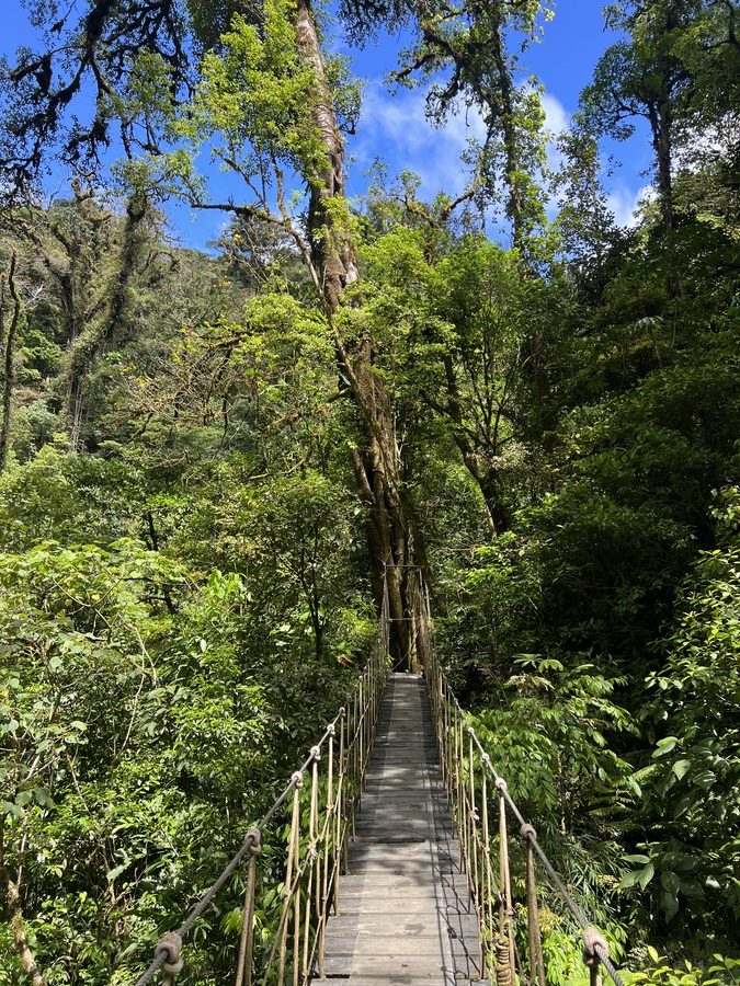 photo of hanging bridge surrounded by tall forest trees and green shurubery