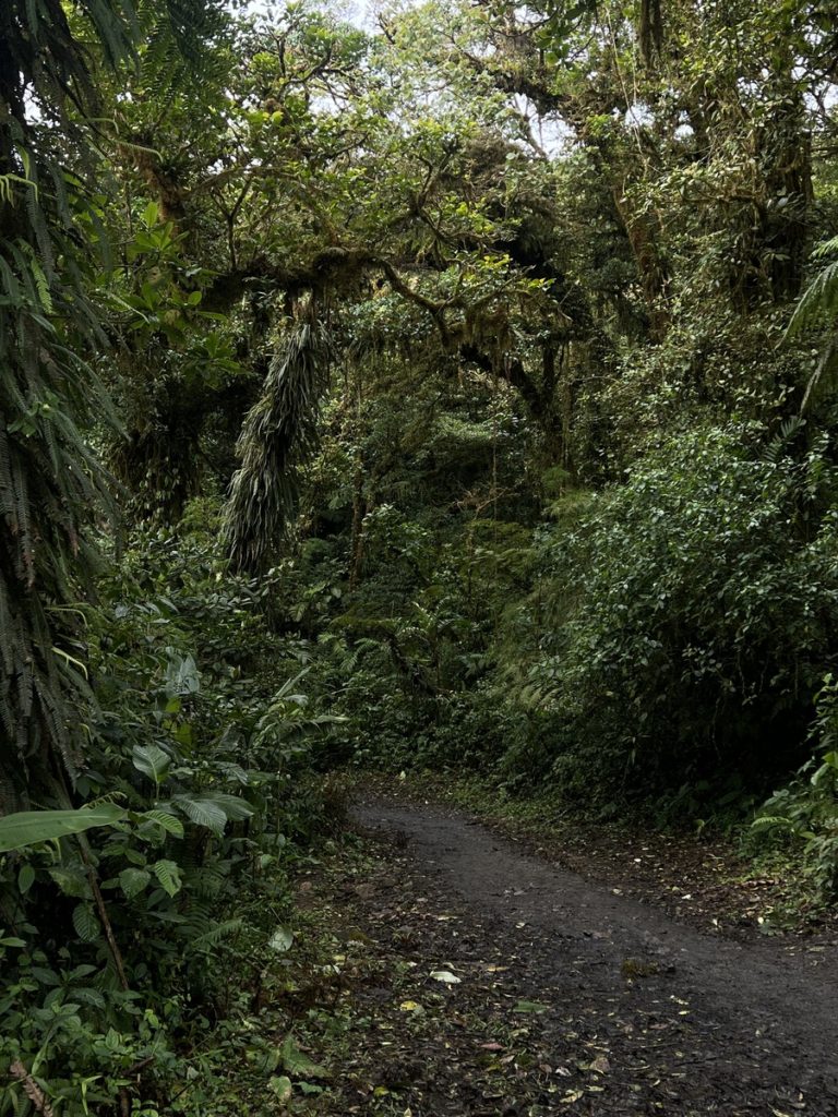photo of walking trail path in monteverde cloud forest with the trees and shrubbery lining both sides