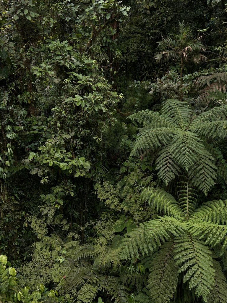 photo of green plants on the forest floor in monteverde cloud forest