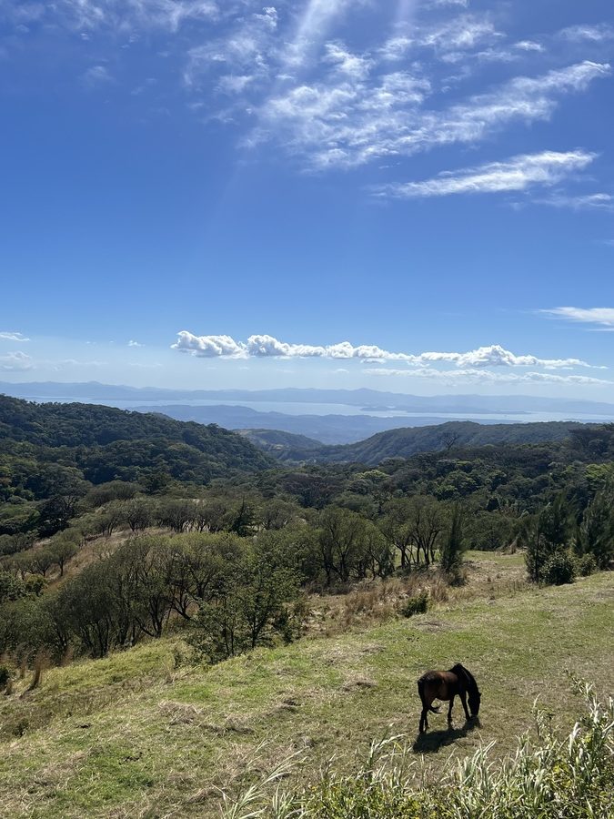 a photo of a viewpoint overlooking land and sea with a horse in the foreground