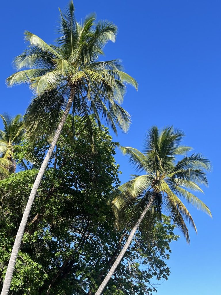 photo of the tops of coconut trees against blue sky