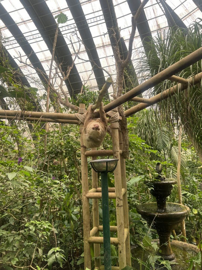 photo of sloth walking along a pole