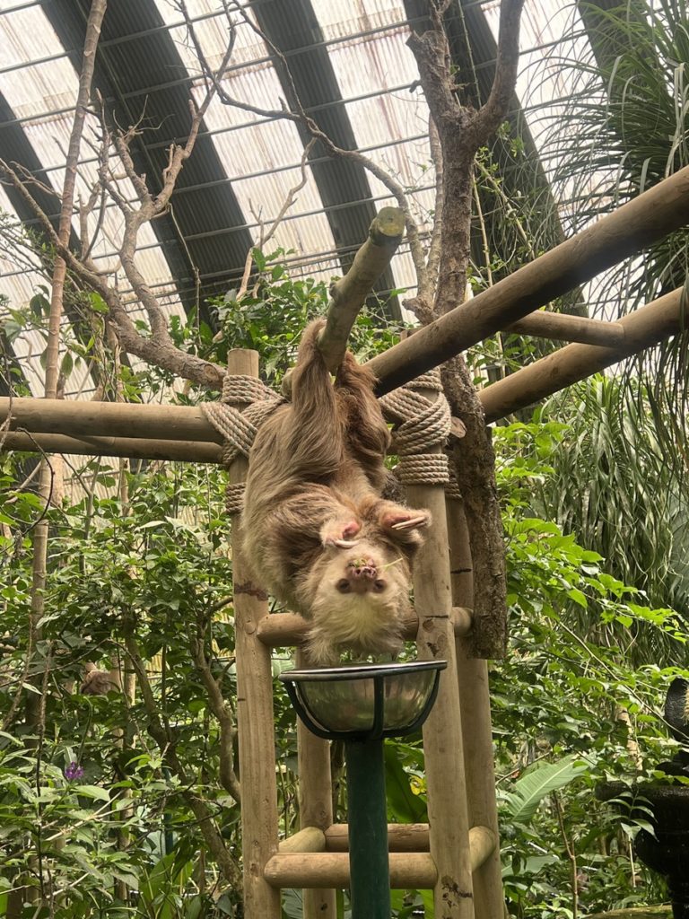 photo of a sloth eating leaves