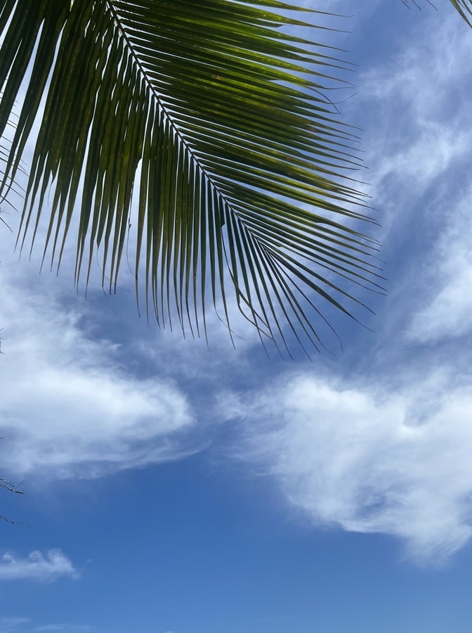 photo of palm tree leaf with the blue sky as a background with wispy clouds