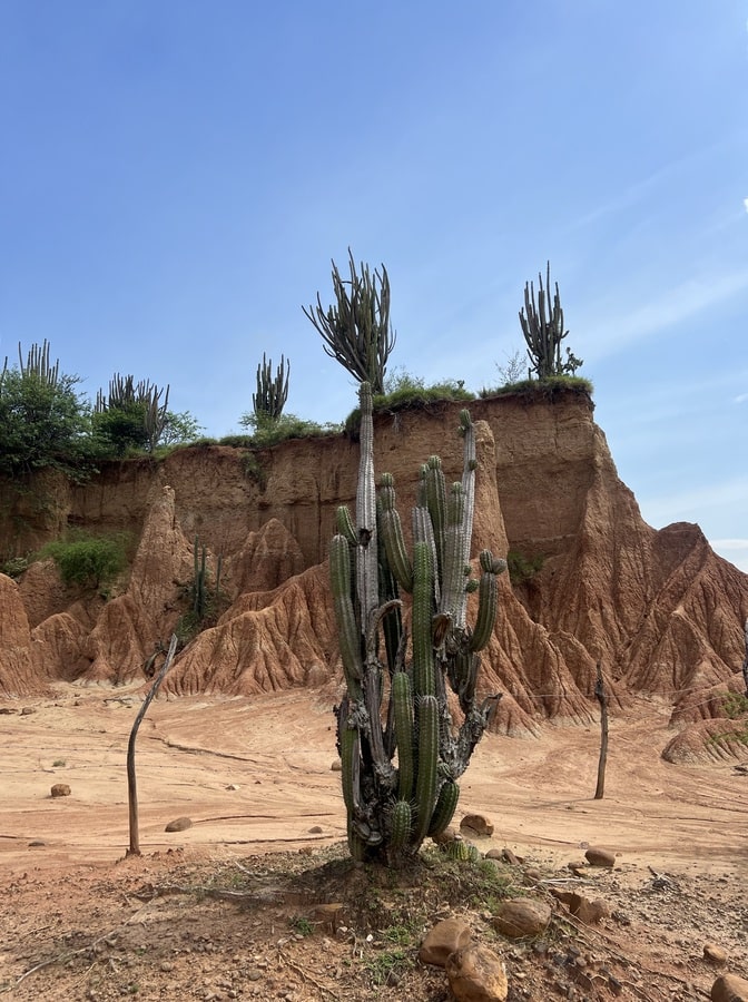 photo of a cactus plant in tatacoa red desert