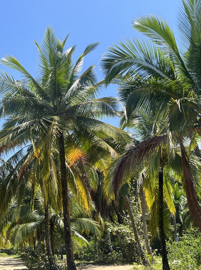 photos of coconut trees near punta uva