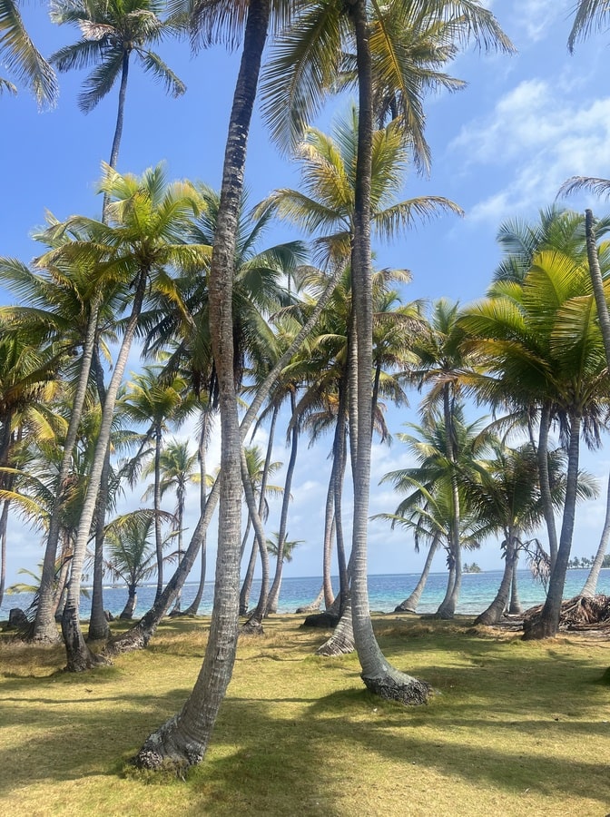 photo of palm trees covering isla pelicano, san blas