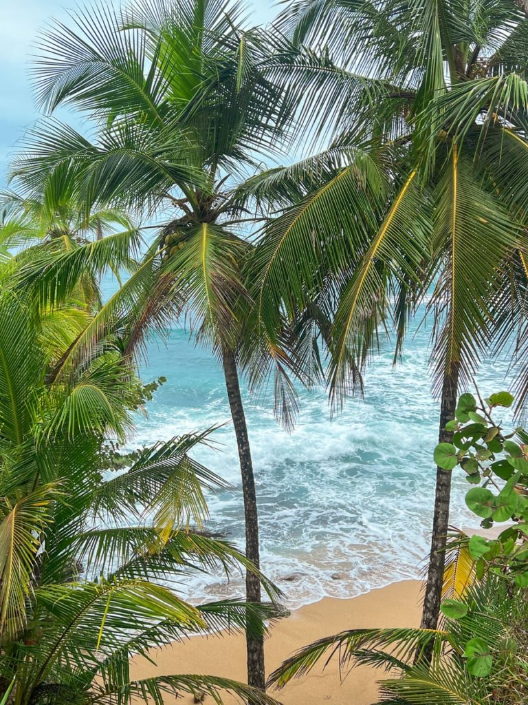 photo of coconut trees with the sea and a little sand in the background