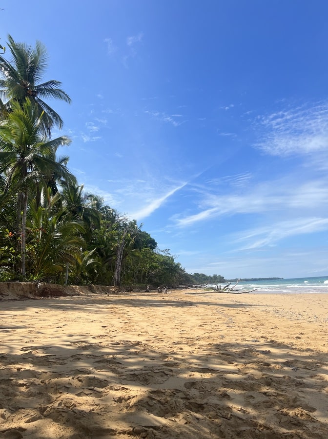 photo of a beach mainly showing the sand and a few coconut trees along the right hand sand