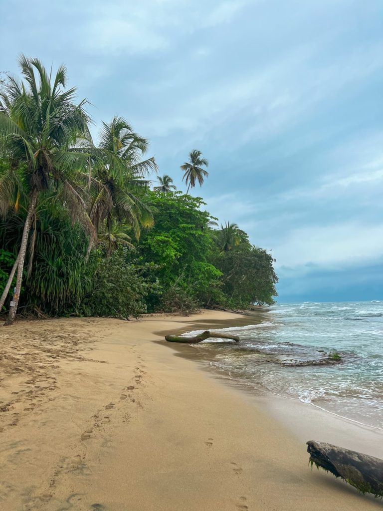 photo of a beach with trees in the background