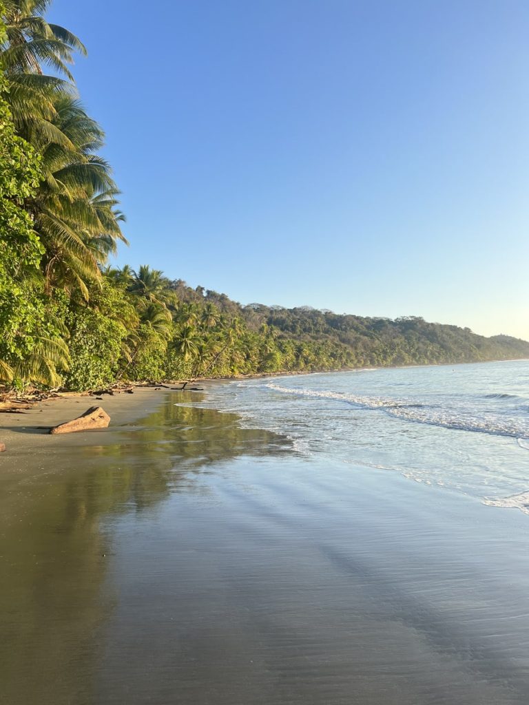 photo of a beach in Montezuma with coconut trees lining the right hand sand and large space of dark sand with a light coat of sea water