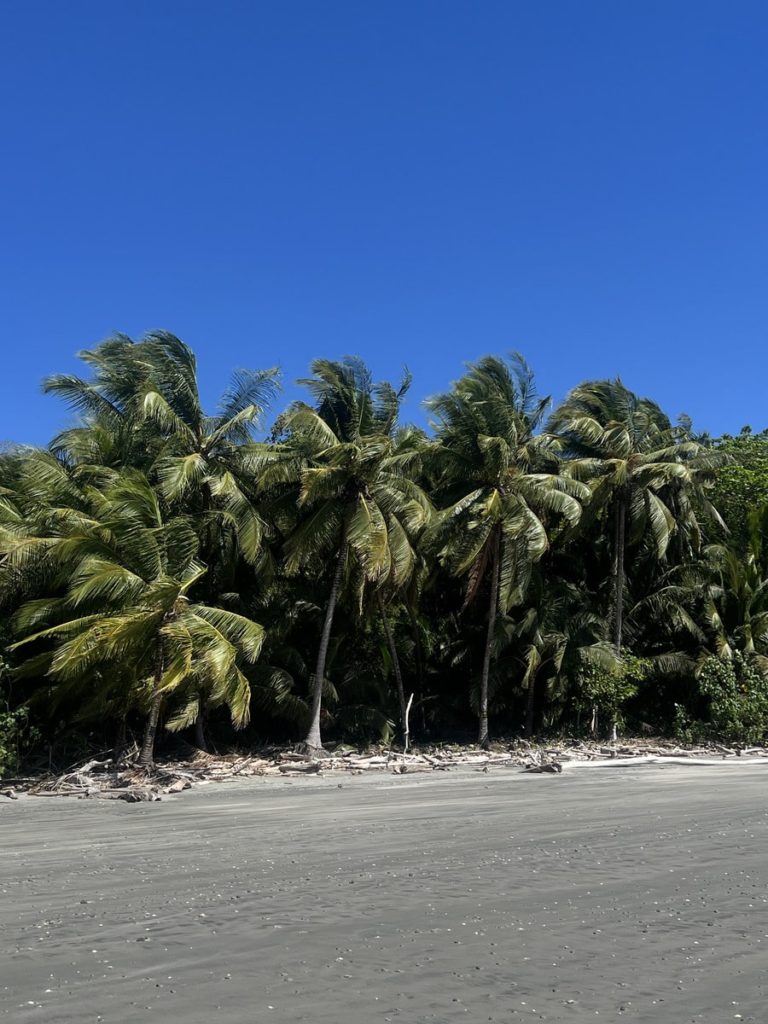 photo of coconut trees lied onto the back of the beach on playa grande