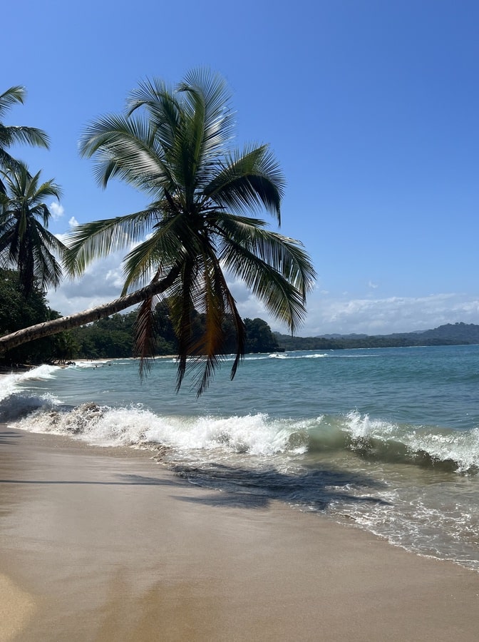 photo of coconut tree hanging over the sea