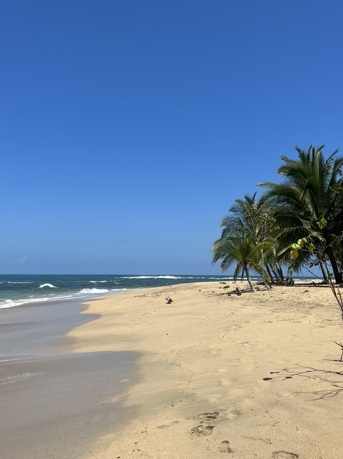 photo of a beach with sand in the foreground and a few coconut trees in the right