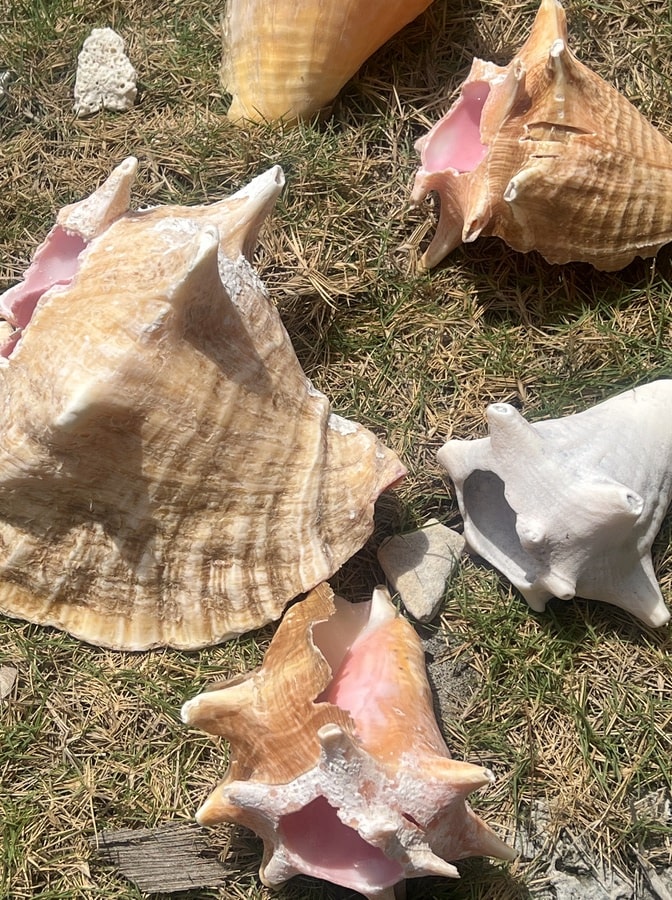 photo of 6 seashells differing in size and color on grass