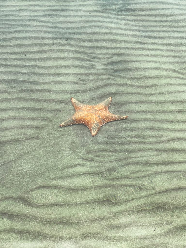 photo of a starfish in clear sea water