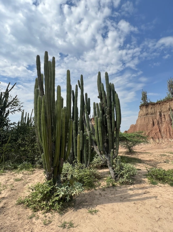 photo of multiple cactus plants in tatacoa desert