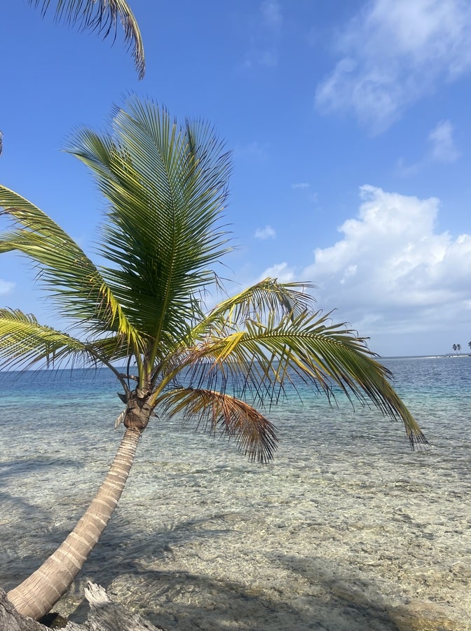 photo of a coconut sea over clear sea waters