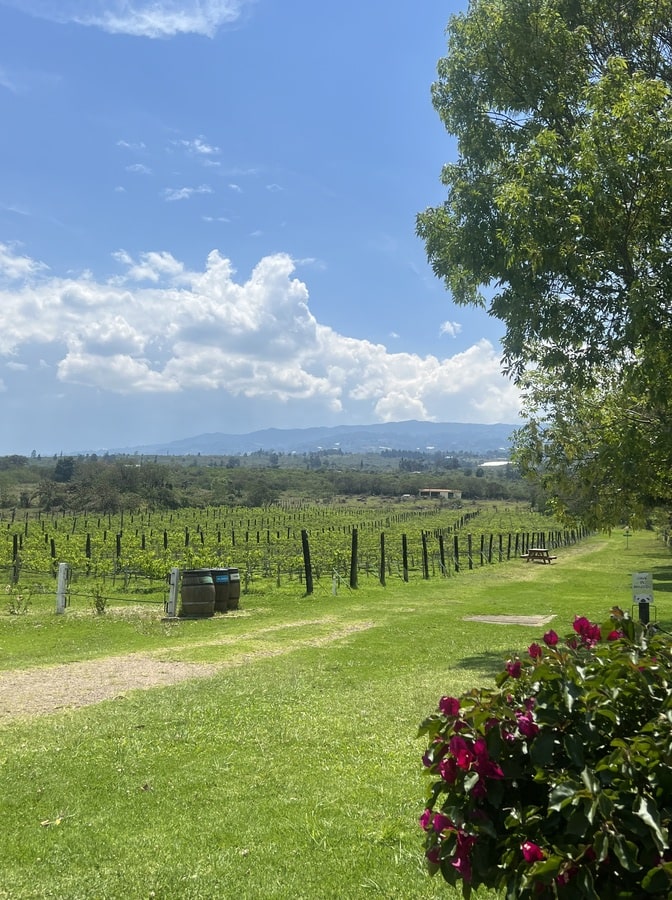 photo showing the vineyards with a flower bush on the bottom right corner