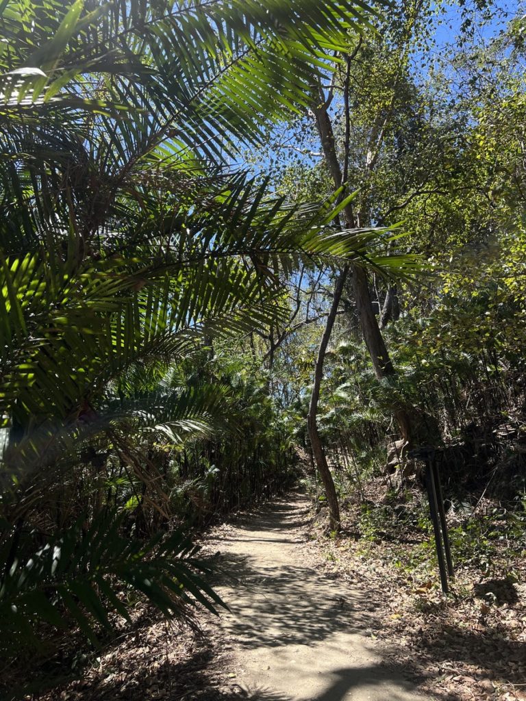 photo of a path going through the junlge at a nature reserve, greenery on both sides of the photo