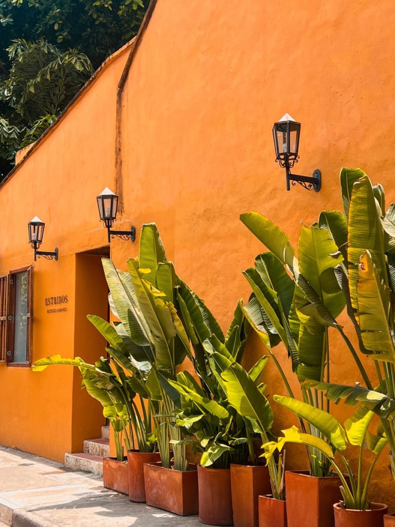 photo of green plants with orange wall background in cartagena