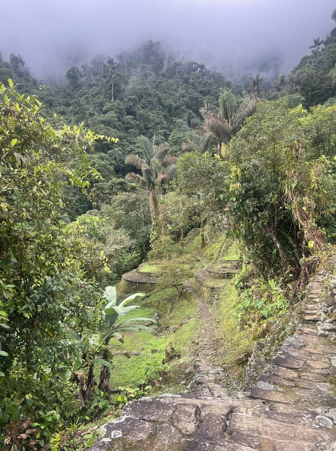 plants and vegitation in the lost city, colombia