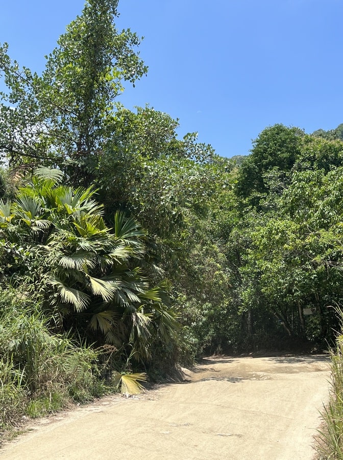 photo of a walking trail in minca surrounded by grennery