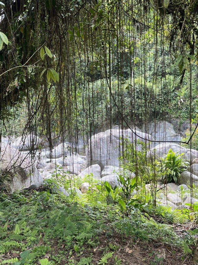 vines hanging down by the river on the lost city trek