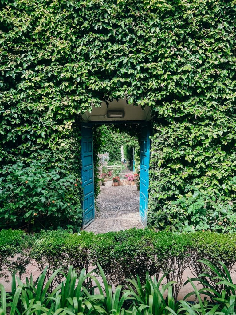 photo of a blue door in green hedge in a patio in cordoba