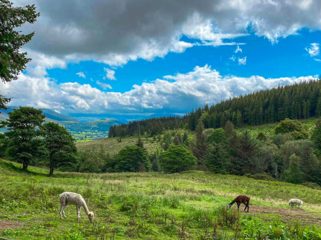 Photo of llamas from Whinlatter Forest with trees and fields in the background